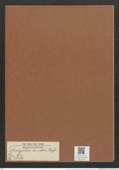 Tetracyclus lacustris Ralfs (de-Toni-Nr.: Genus 90, Species 3009) Zeichnungen Sammlung Grunow Mappe 03194 (Herbarium_W_Grunow_drawings_Folder_03194)